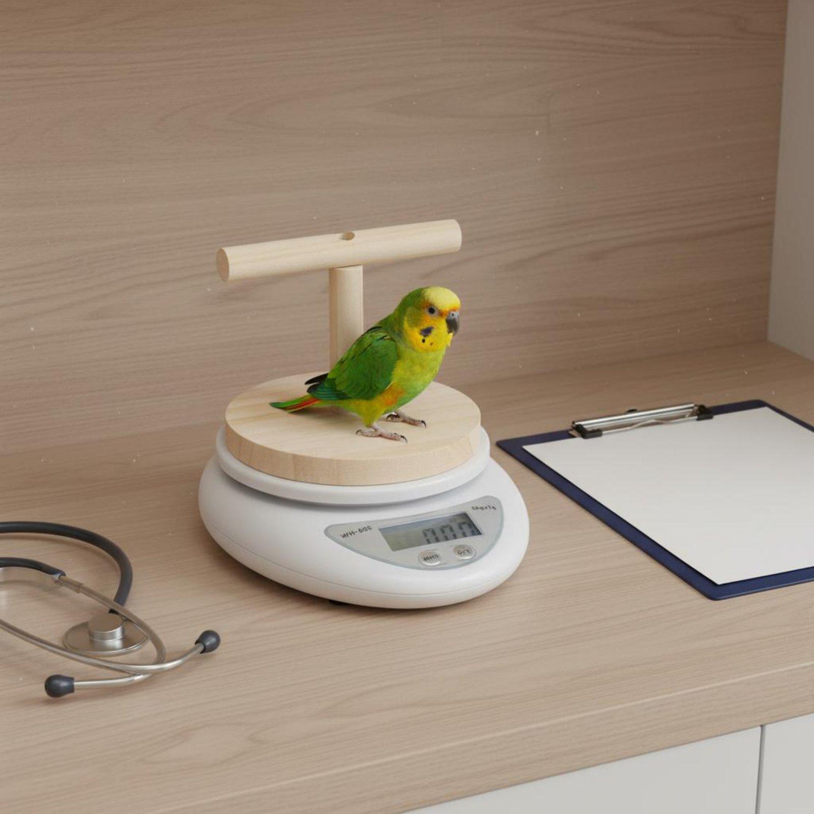 Báscula Digital para Aves con  - Portion Scale Digital reseña y precio